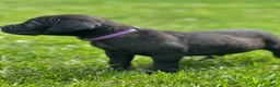 Cane Corso dogs for sale: Raven - Ad 2