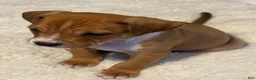 Mixed Breed dogs for sale: Ryder - Ad 7
