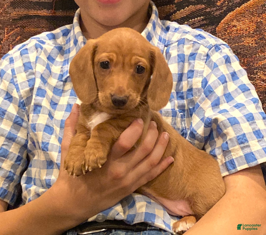 Dachshund dogs for sale: Sasha - Genetic Tested Parents - Ad 17