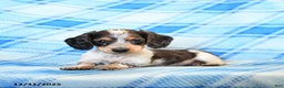 Miniature Dachshund dogs for sale: Splashes - Ad 3
