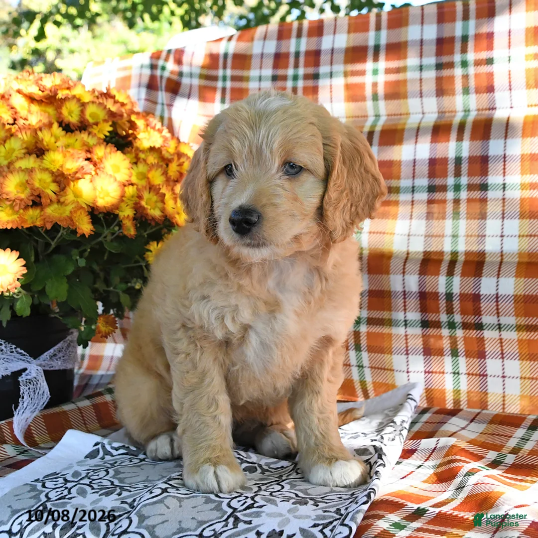 Mini Goldendoodle dogs for sale: Arther - Ad 3