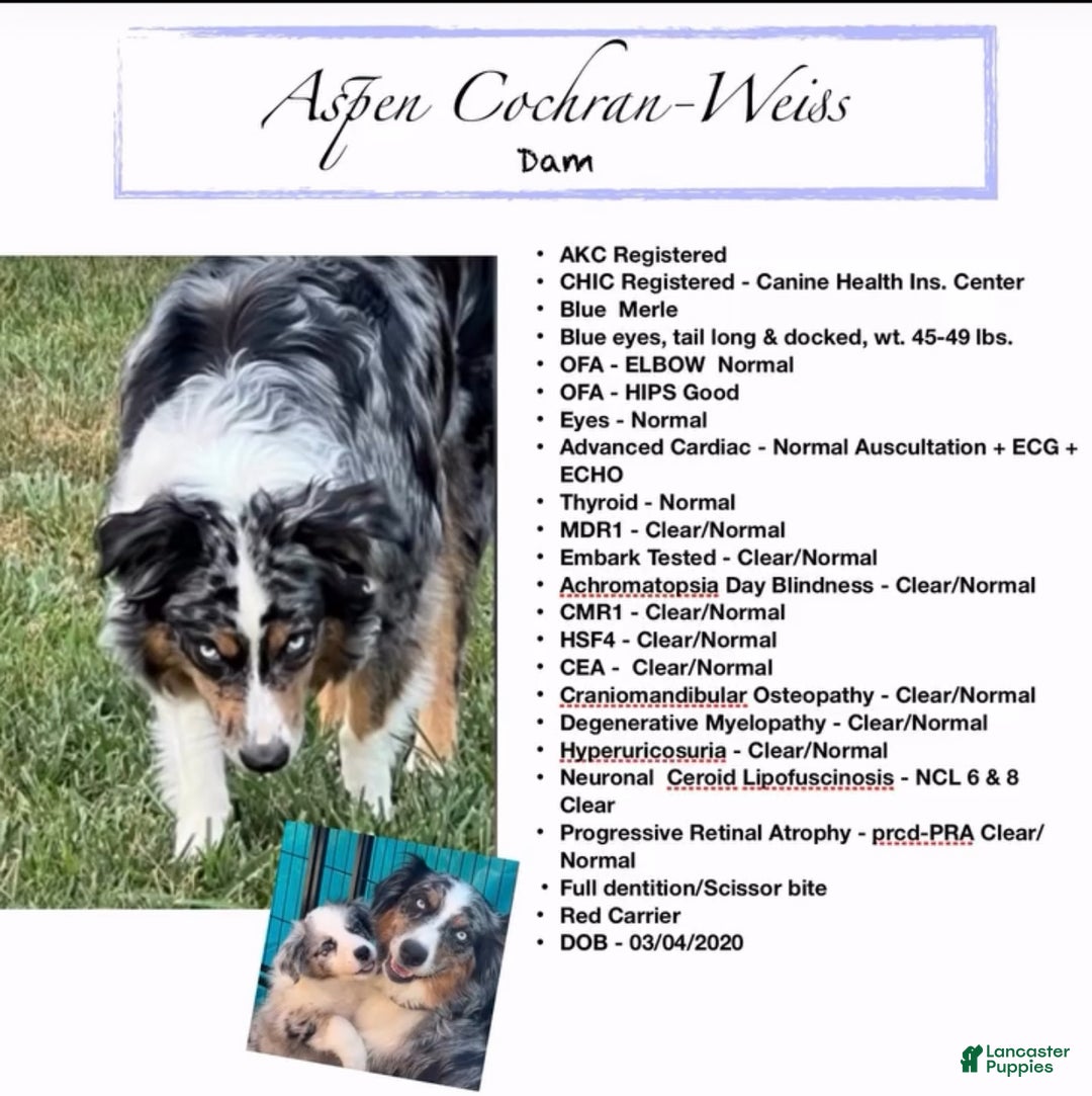 Australian Shepherd dogs for sale: Dancer - Ad 2