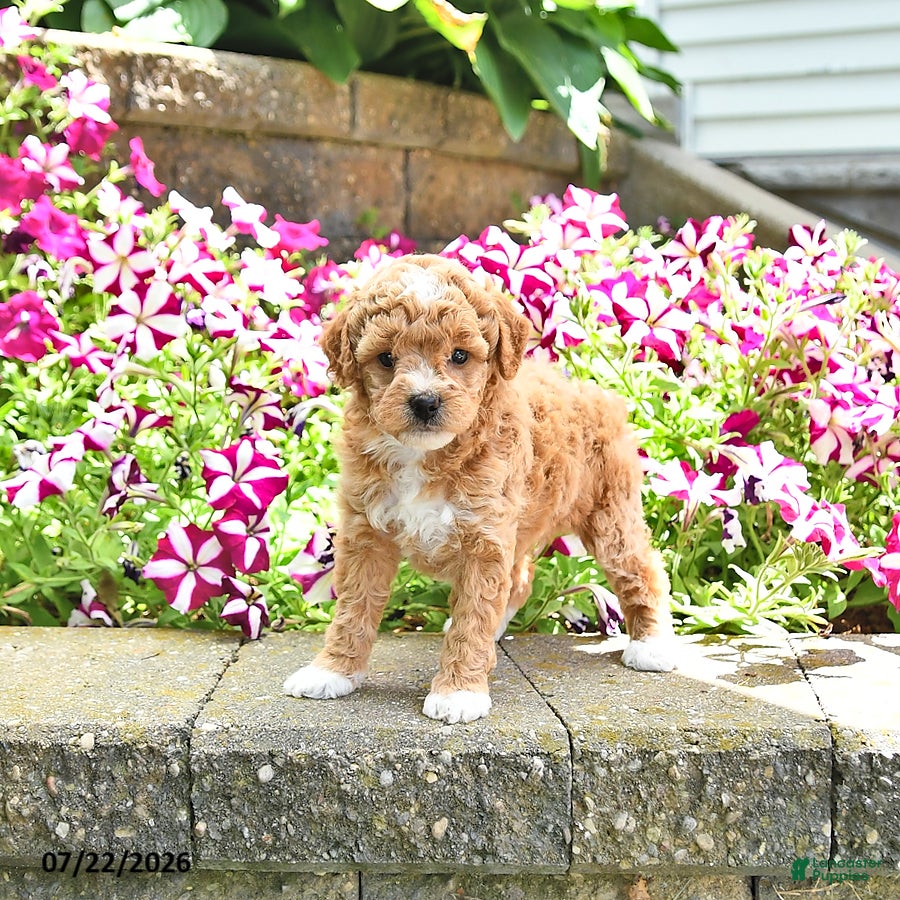 Toy Poodle dogs Kehlani - Ad 2