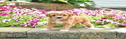 Toy Poodle dogs for sale: Kehlani - Ad 2