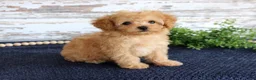 Toy Poodle dogs for sale: Tammi - Ad 3
