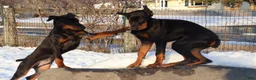 Doberman Pinscher dogs for sale: Chili - Ad 9