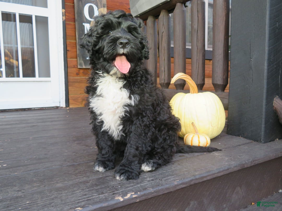 Portuguese Water Dog dogs for sale: Cody - Ad 21