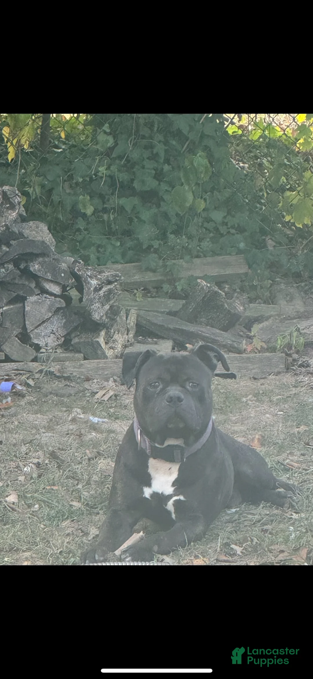 American Bully dogs for sale: American Bully 3 - Ad 12