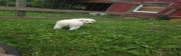 Great Pyrenees dogs for sale: Willow - Ad 4