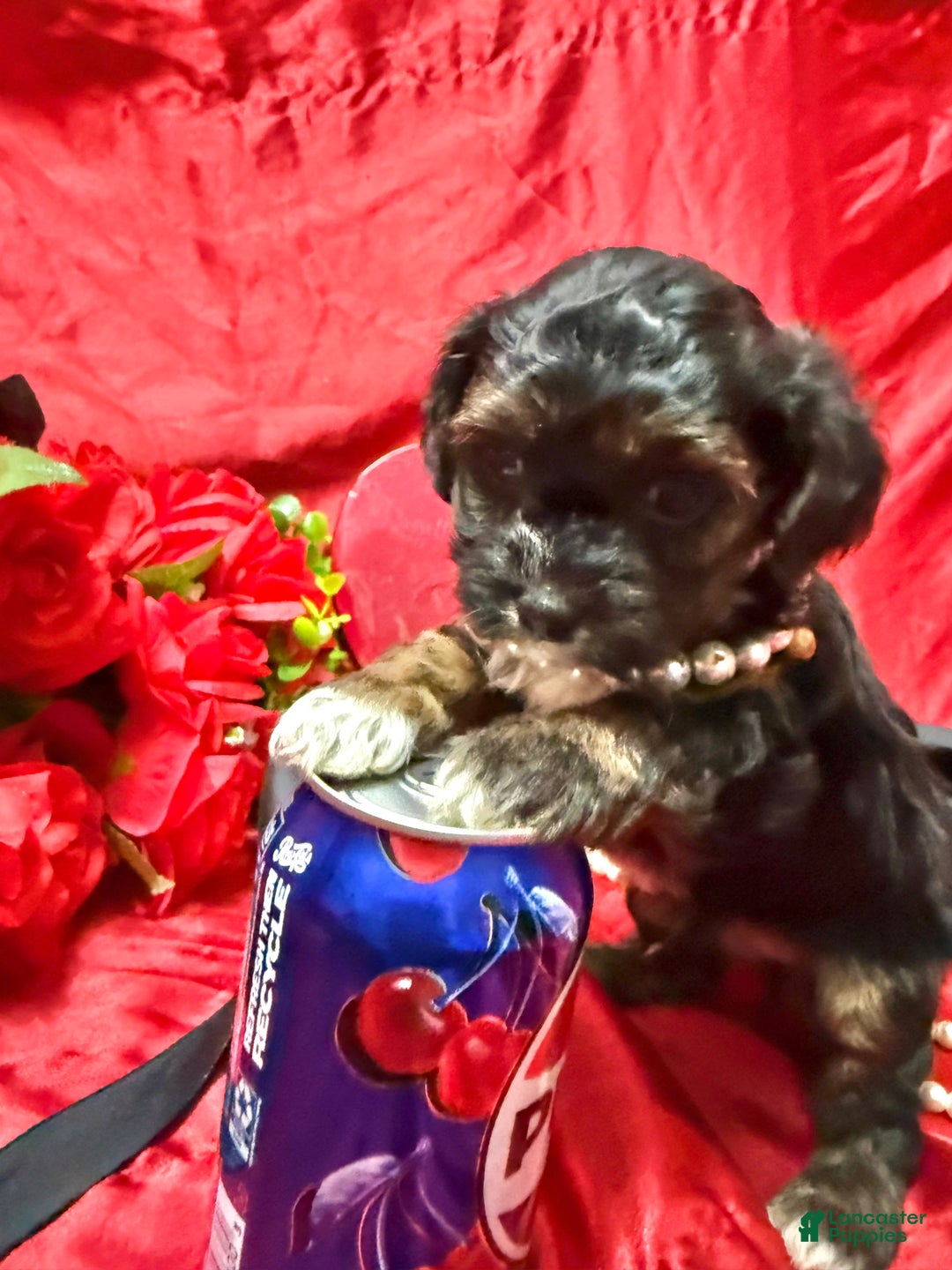 Yorkiepoo dogs for sale: York - Ad 5