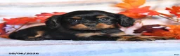 Cavalier King Charles Spaniel dogs for sale: Lane - Ad 2