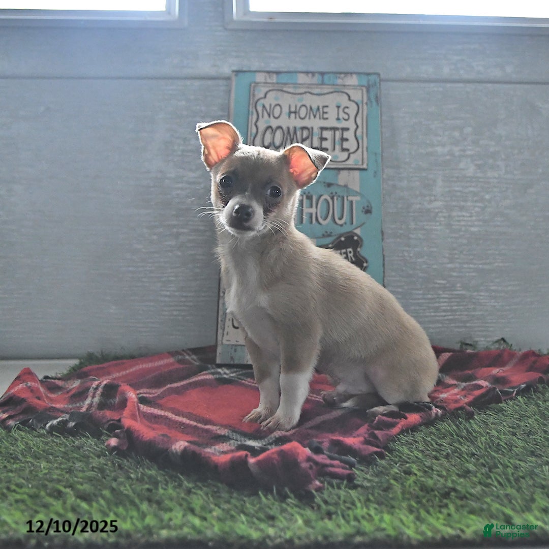 Chihuahua dogs for sale: Fritz - Ad 5