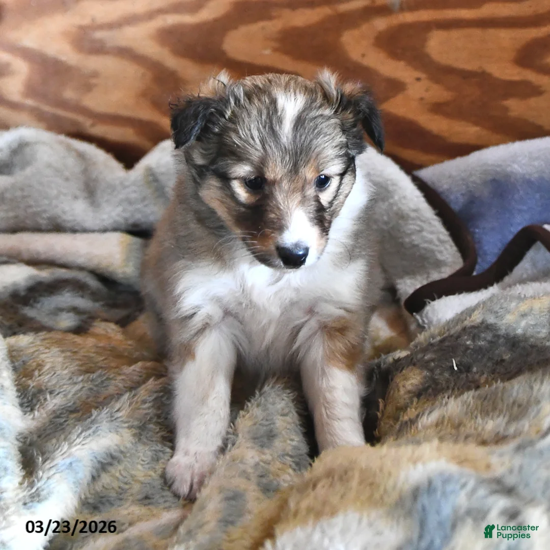 Shetland Sheepdog dogs for sale: Hazel - Ad 2