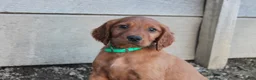 Mixed Breed dogs for sale: Mixed Breed Puppy 3 - Ad 1