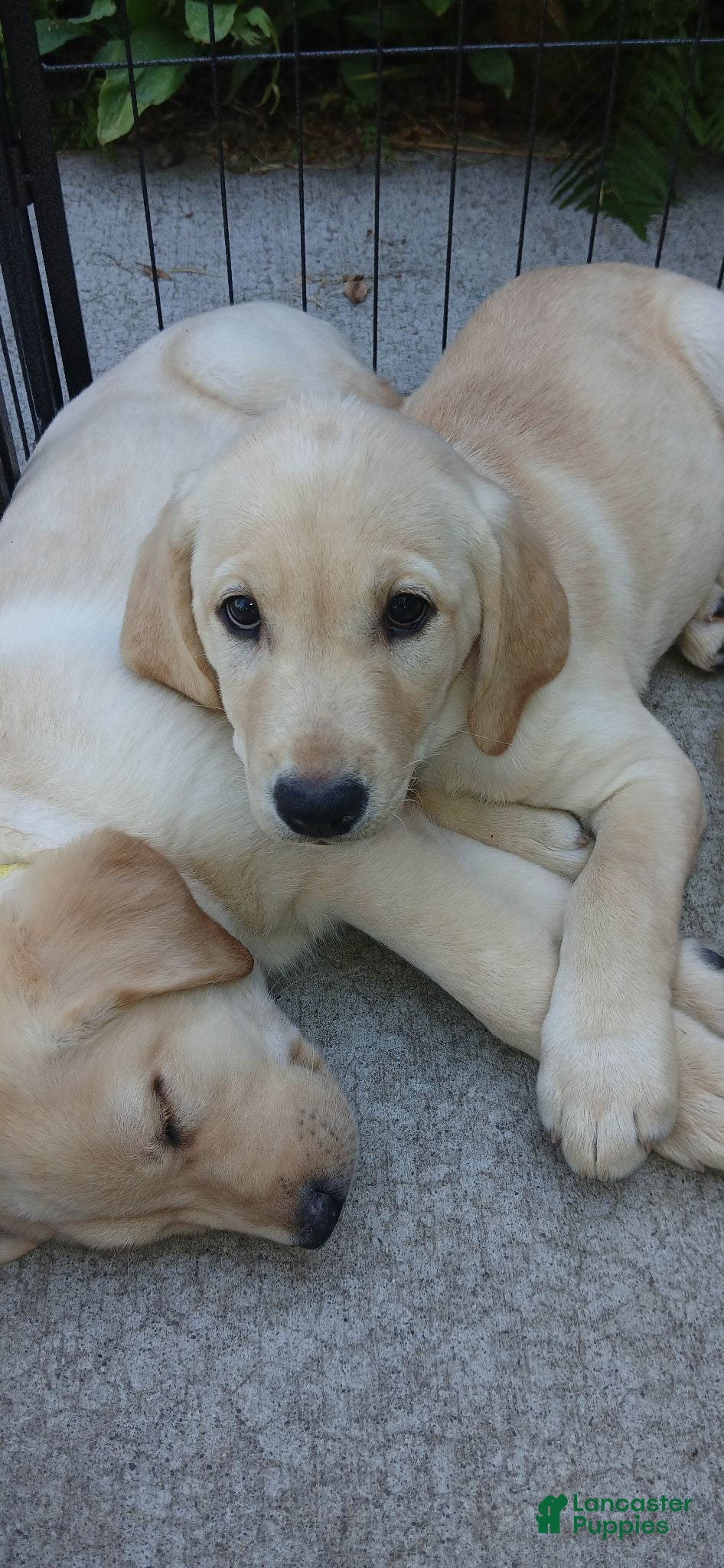 Labrador Retriever dogs Labrador Retriever Red collar - Ad 7