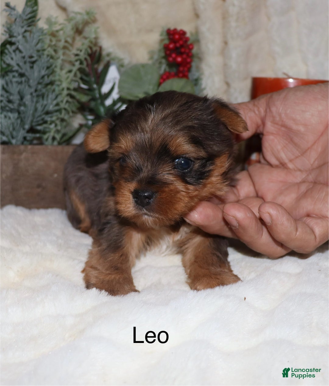 Yorkshire Terrier dogs for sale: Leo - Ad 2