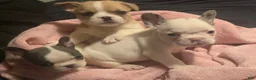 French Bulldog dogs for sale: French Bulldog Puppy 1 - Ad 6