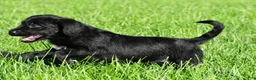 Labradoodle dogs for sale: Sasha - Ad 6