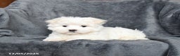 Maltese dogs for sale: James   - Ad 4