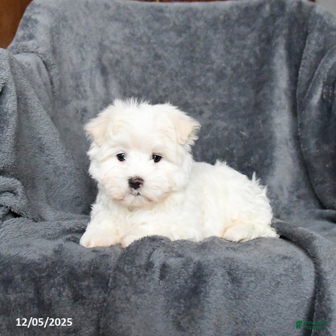 Maltese dogs for sale: James   - Ad 4
