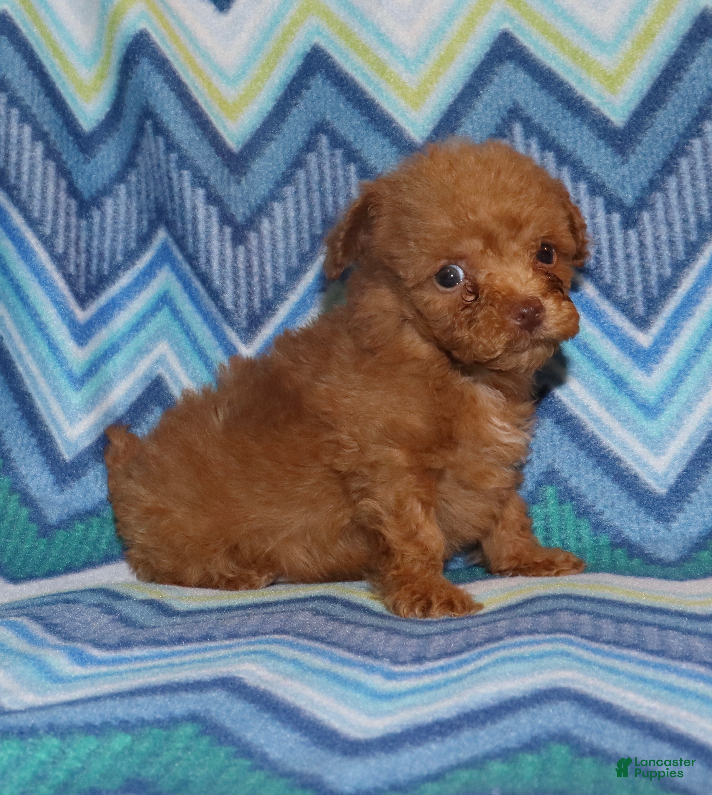 Toy Poodle dogs Double T Summer’s apricot male - Ad 15
