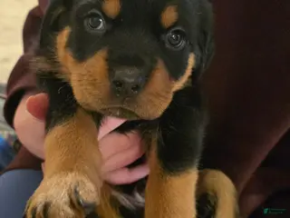 Rottweiler dogs Rottweiler green collar male Puppy - Ad 34