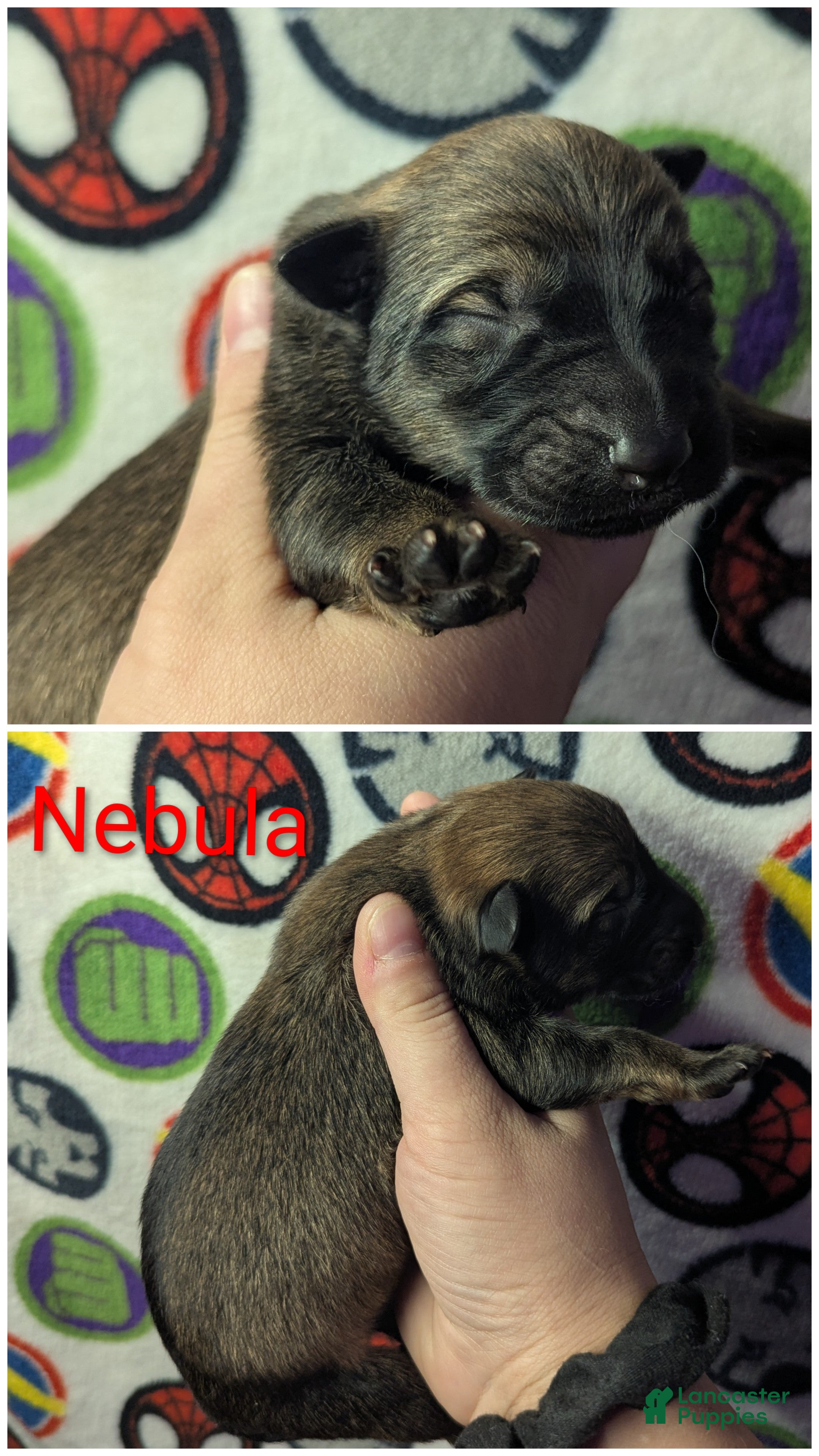 Mixed Breed dogs Nebula  - Ad 1