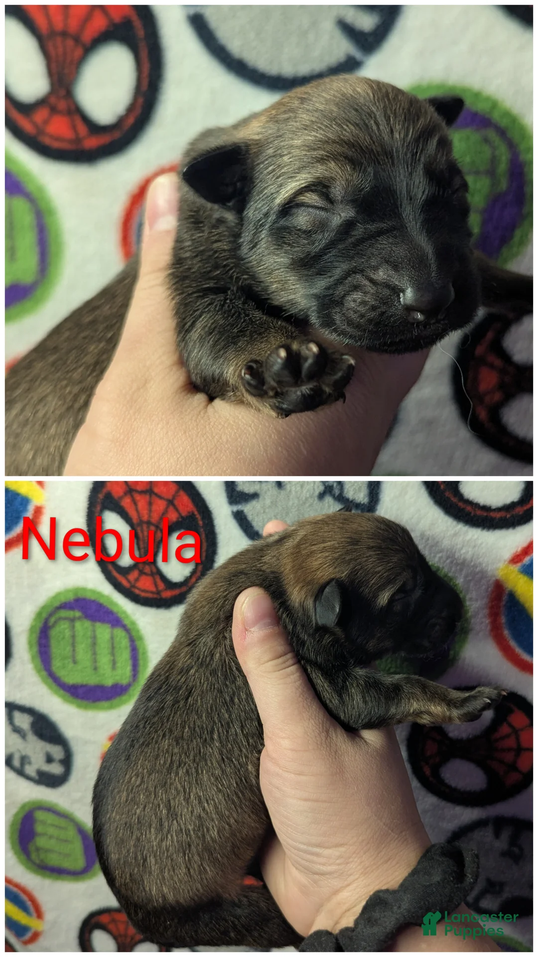 Mixed Breed dogs for sale: Nebula  - Ad 1