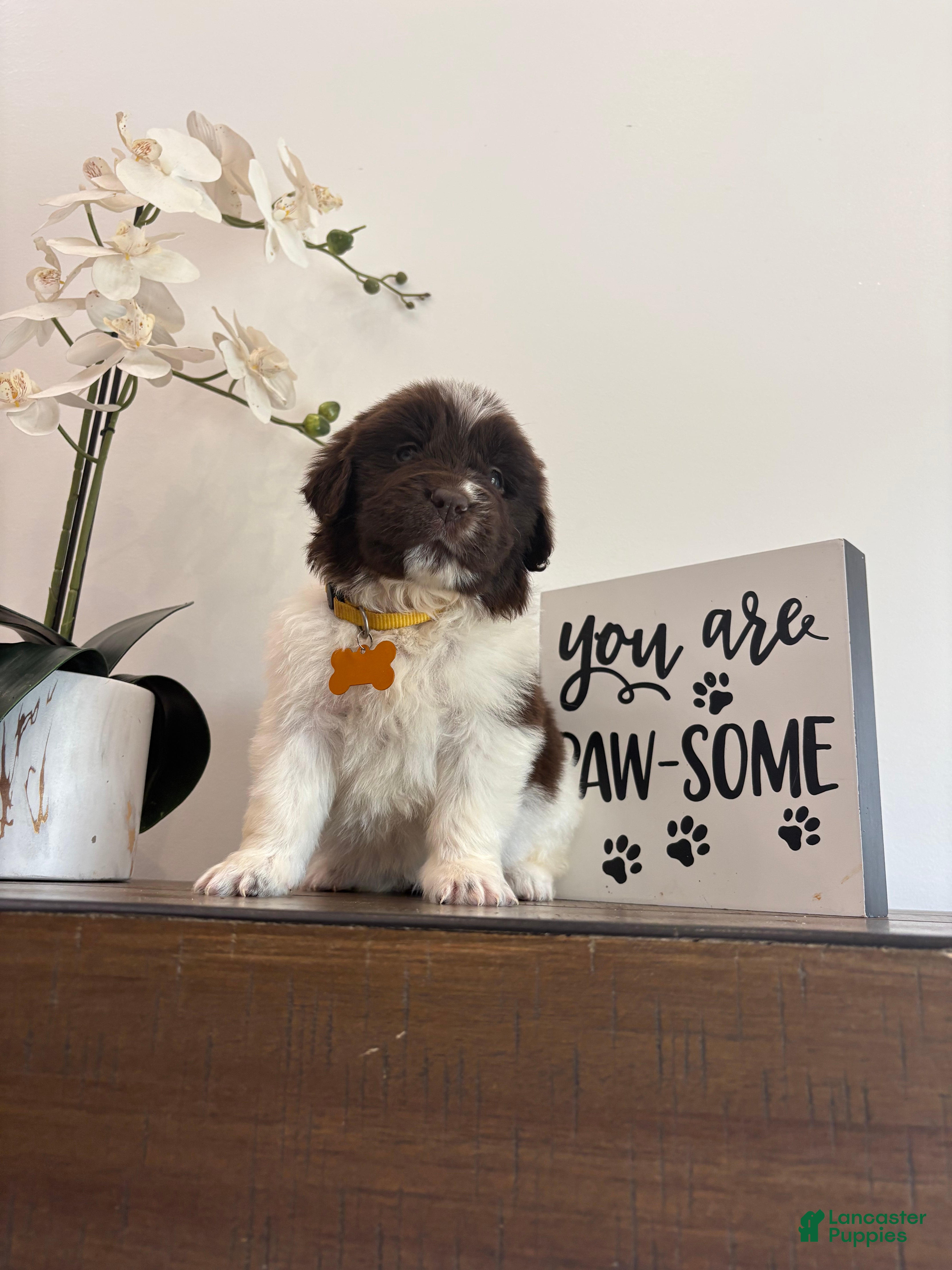 Newfoundland dogs Brooklyn  - Ad 19