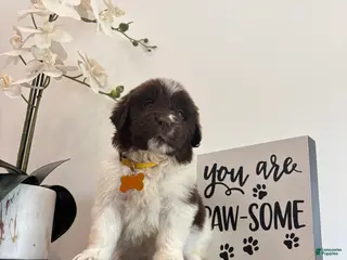 Newfoundland dogs Brooklyn - Ad 19