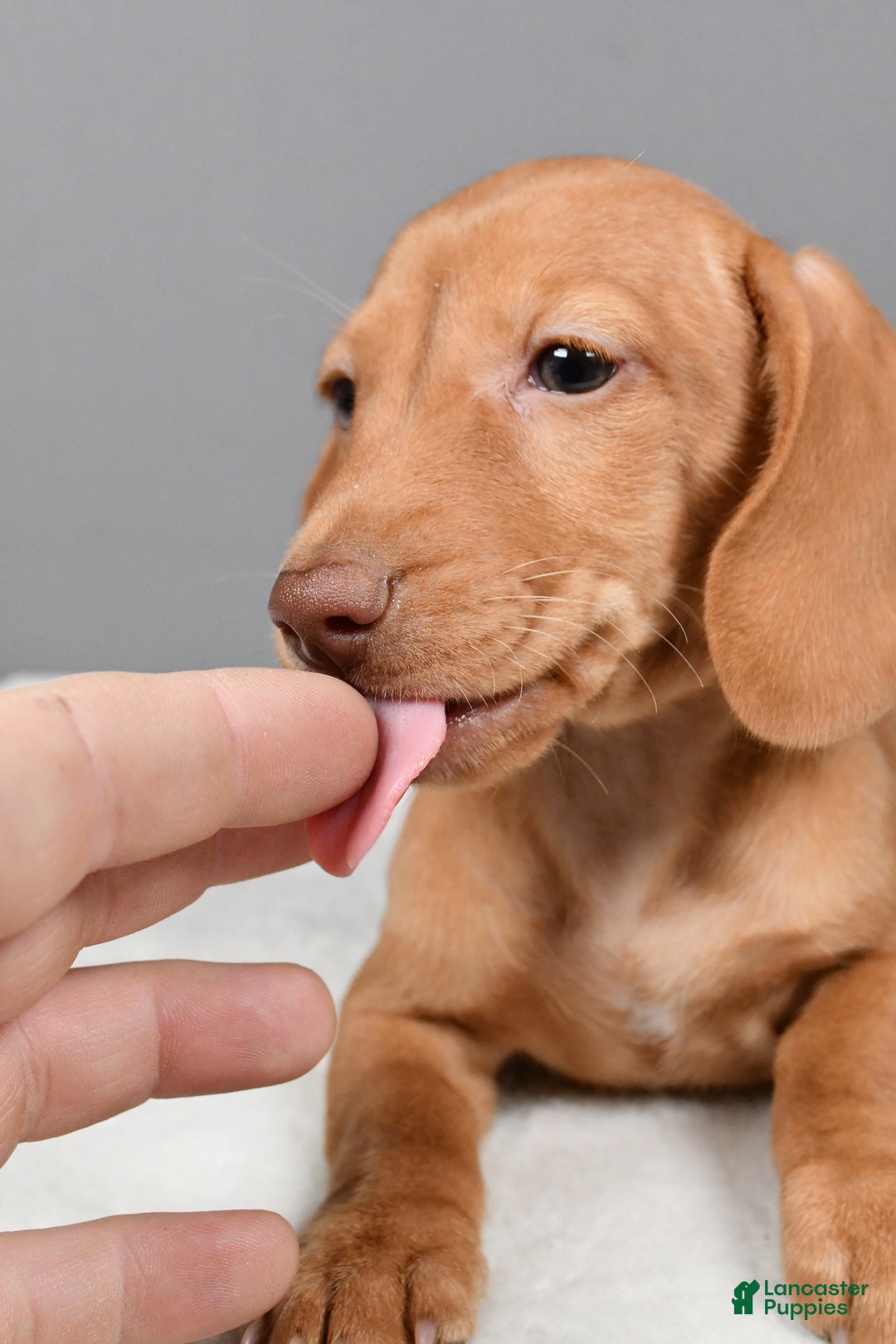 Miniature Dachshund dogs for sale: Valentine - Ad 6