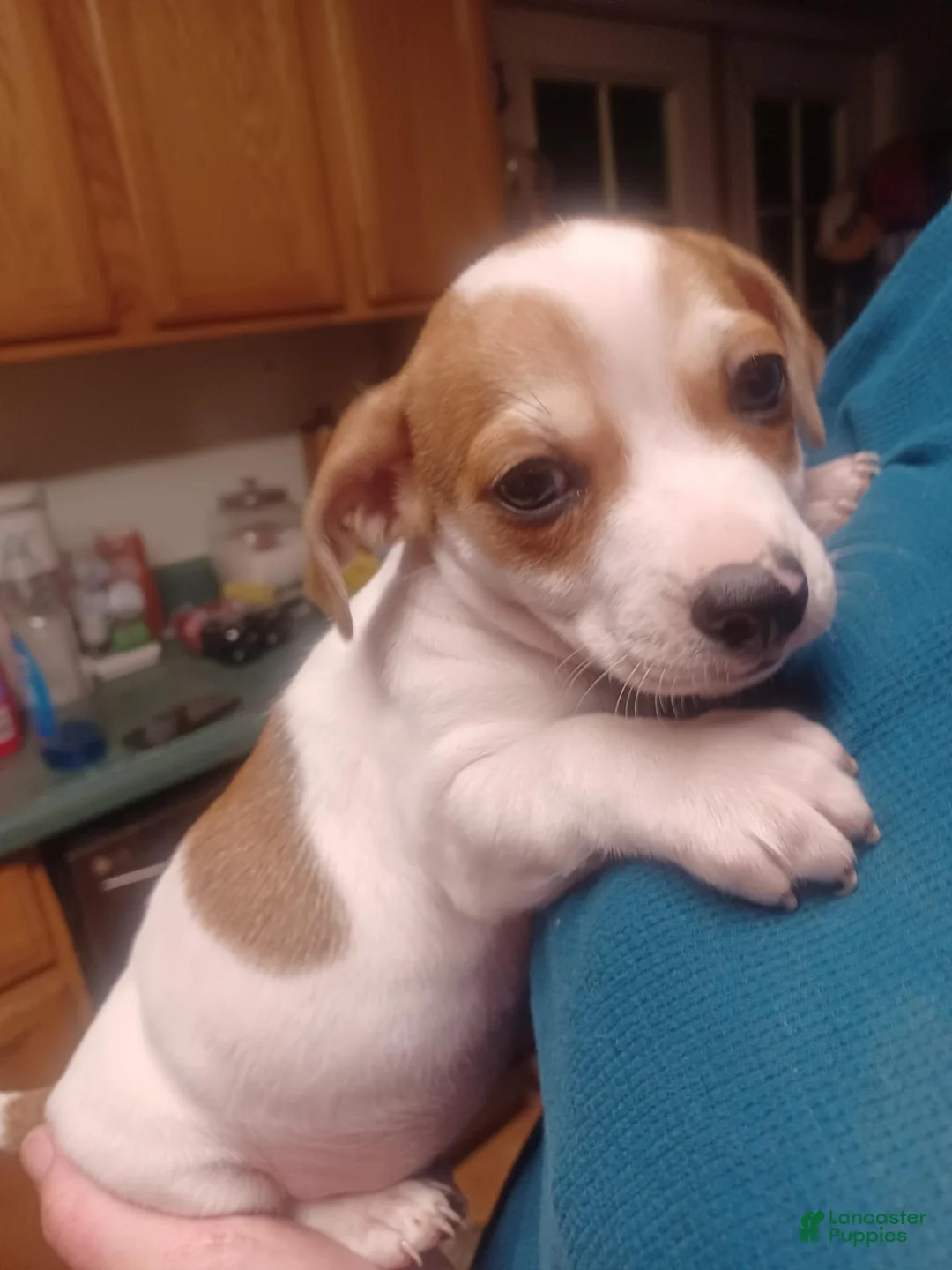 Mixed Breed dogs for sale: Mixed Breed 2 - Ad 1