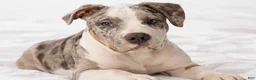 American Bully dogs for sale: "AL B SURE" TRI MERLE - Ad 5