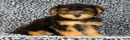 Yorkiepoo dogs for sale: Zip - Ad 5