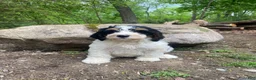 Bernedoodle dogs for sale: Scooby - Ad 12