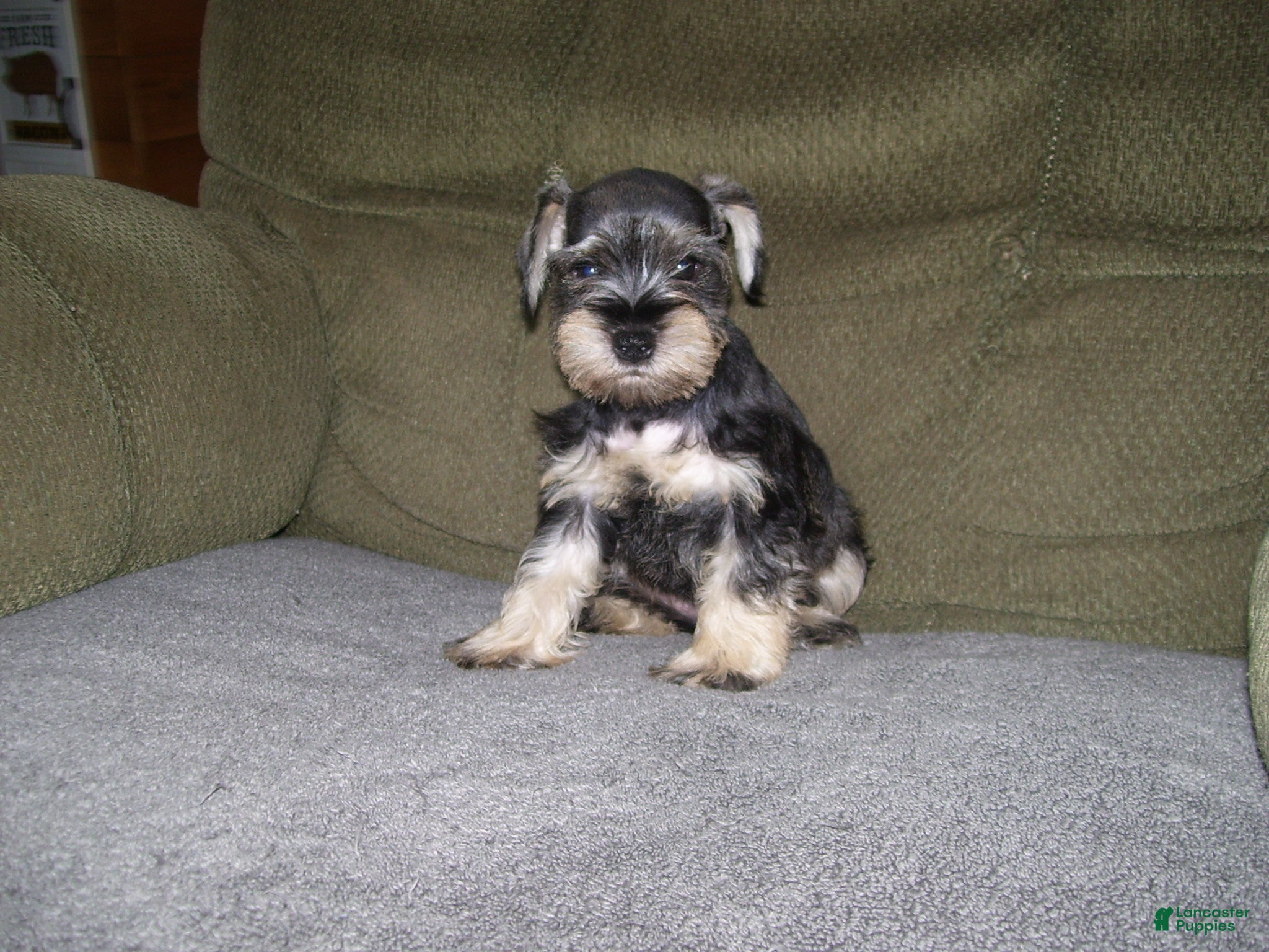 Miniature Schnauzer dogs for sale: PIPER - Ad 5