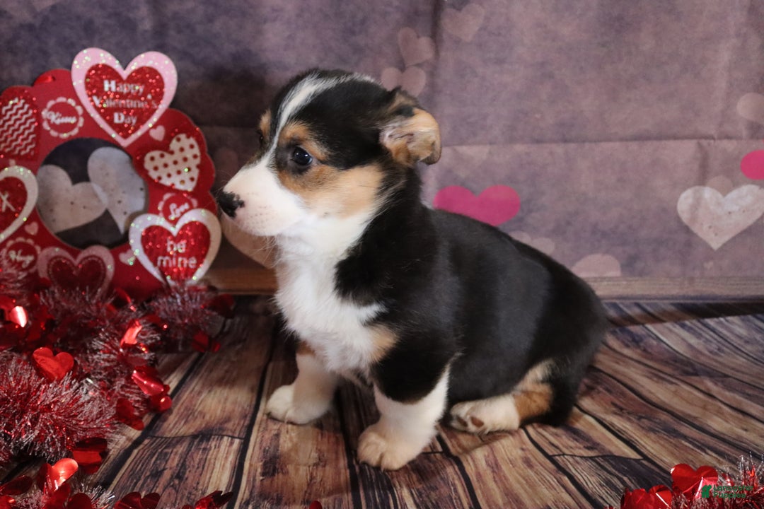 Welsh Corgi Pembroke dogs for sale: hayden - Ad 1