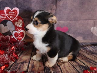 Welsh Corgi Pembroke dogs hayden - Ad 26