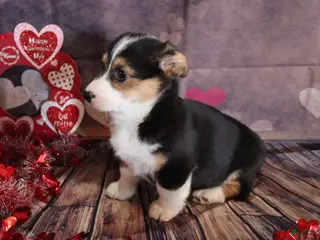 Welsh Corgi Pembroke dogs hayden - Ad 31