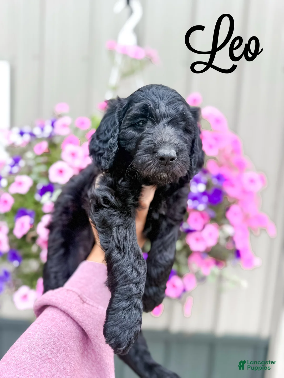 Goldendoodle dogs for sale: Leo - Ad 2