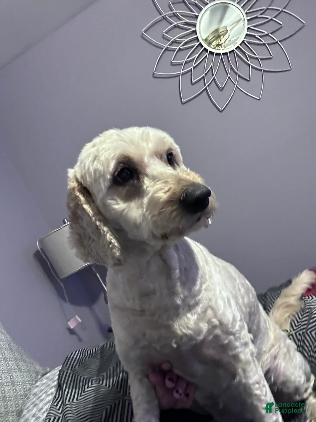 Mini Goldendoodle dogs for sale: Mini Goldendoodle Puppy 6 - Ad 2