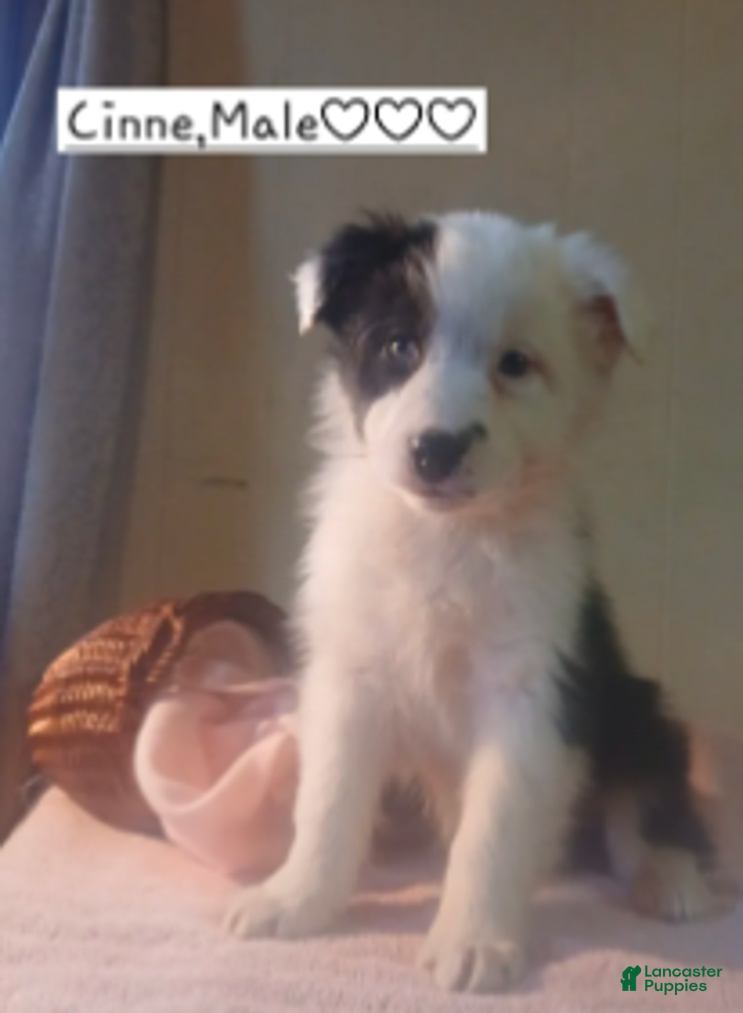 Australian Shepherd dogs for sale: Cinne - Ad 2