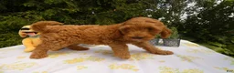 Mini Goldendoodle dogs for sale: Goldendoodle 4 Shelly - Ad 3