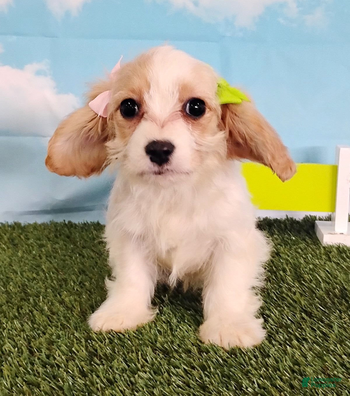 Cavachon dogs Chloe - Ad 1