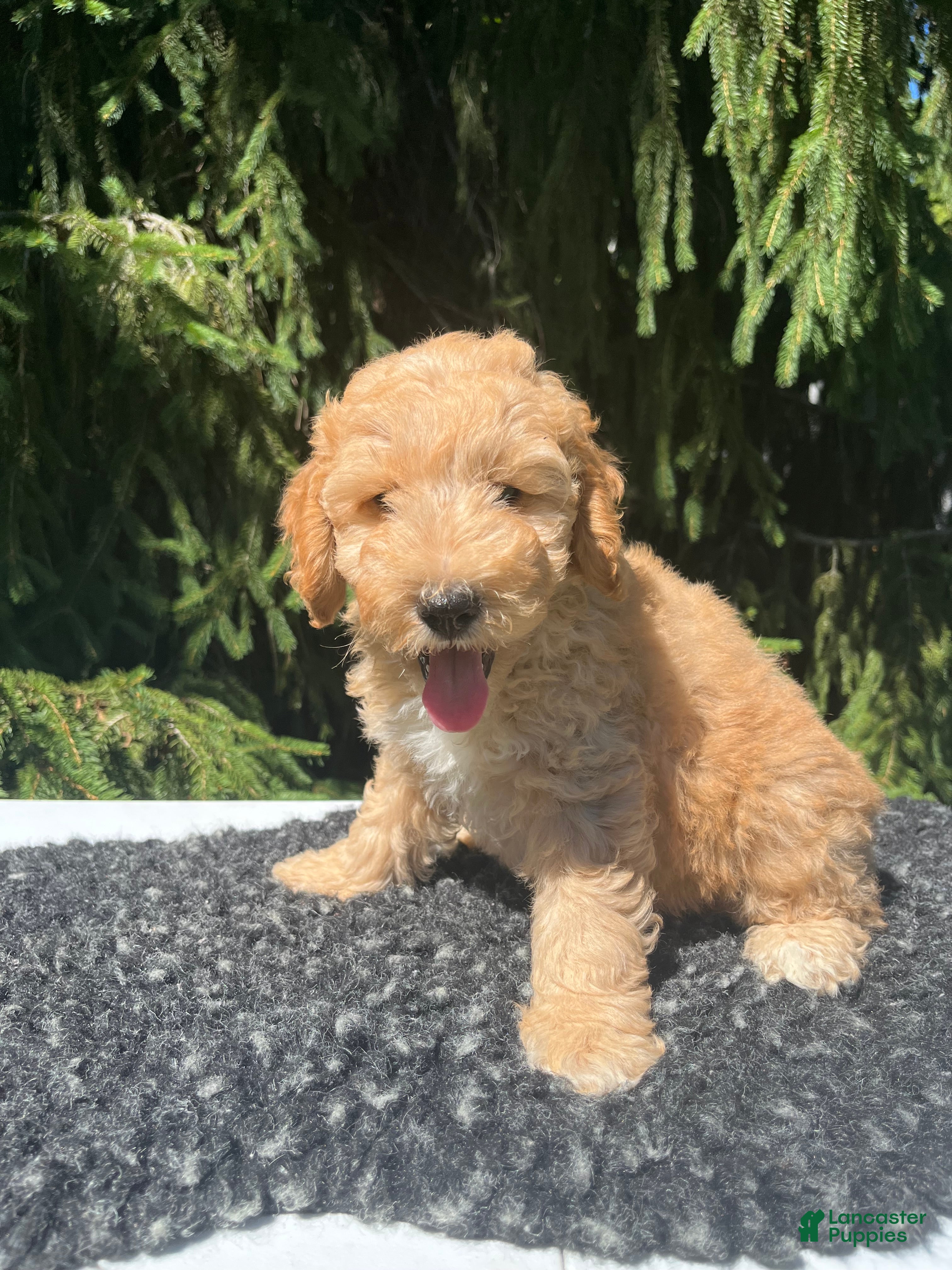 Mini Goldendoodle dogs Bella - Ad 1