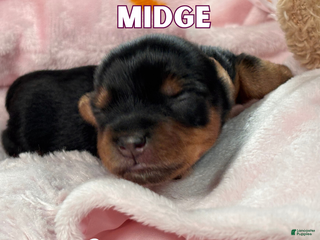 Yorkshire Terrier dogs Yorkshire Terrier Puppy 6 - Ad 31