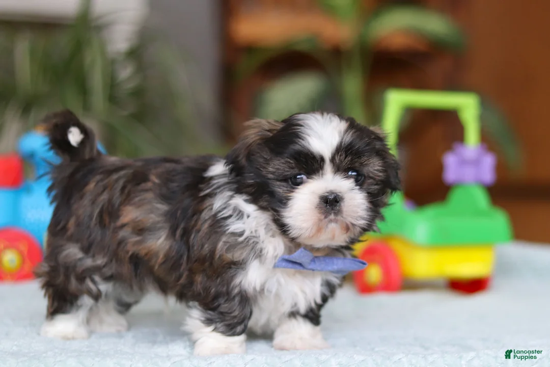 Shih Tzu dogs for sale: Charles - Ad 3
