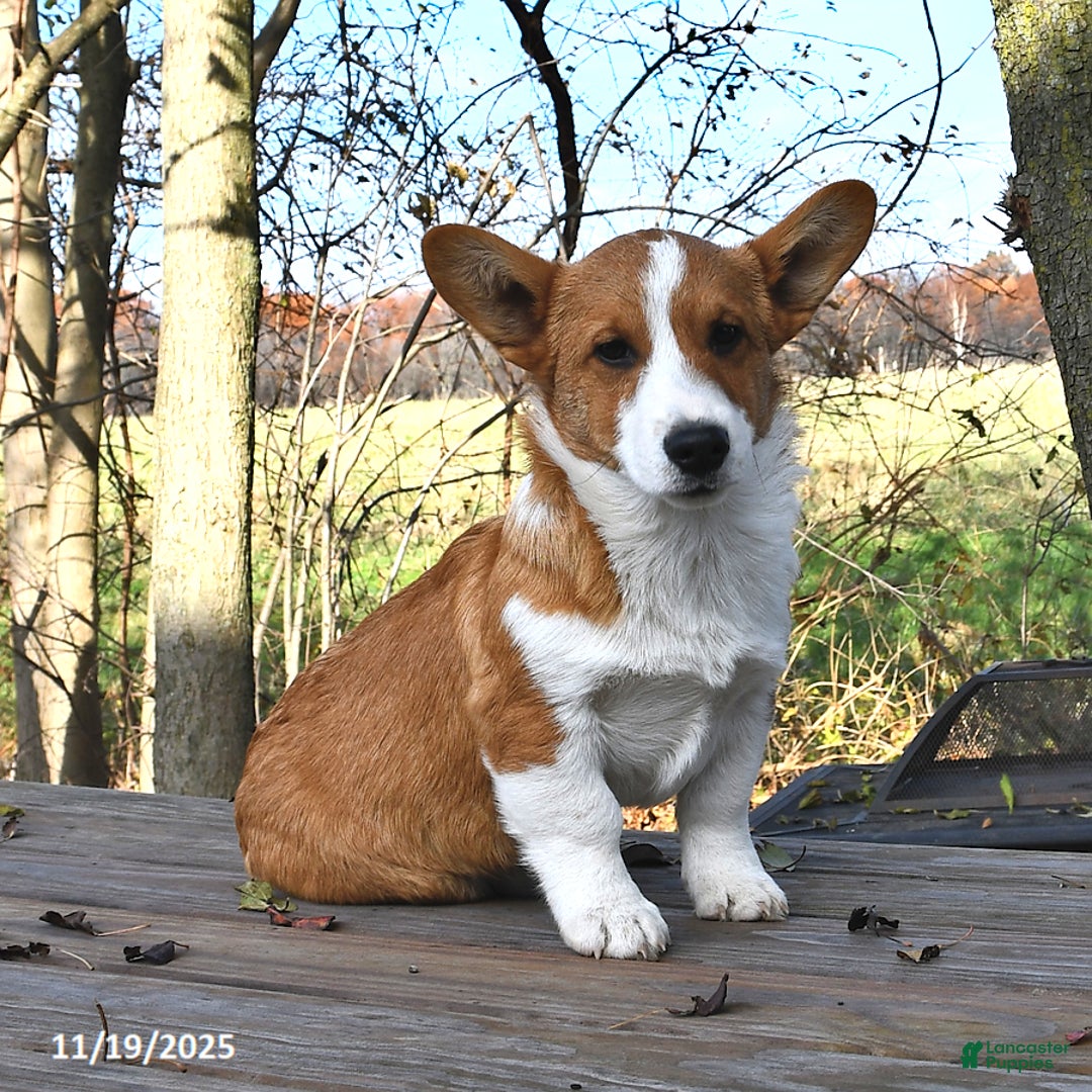 Welsh Corgi Pembroke dogs for sale: Nugget - Ad 3