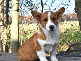 Welsh Corgi Pembroke dogs Nugget - Ad 40