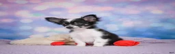 Chihuahua dogs for sale: winston - Ad 4